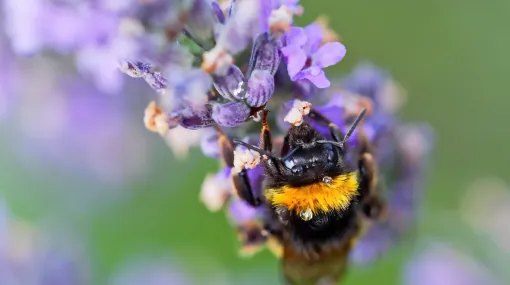 Hummel am Morgen
