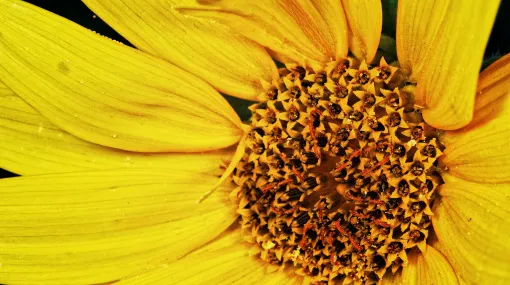 Kleine Sonnenblume