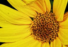 Kleine Sonnenblume