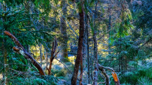 Durch die Gebüsche