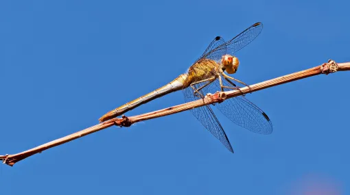 Südliche Heidelibelle (Sympetrum meridionale)