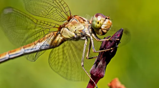 Südliche Heidelibelle (Sympetrum meridionale)
