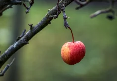 Im Januar alleine im Garten