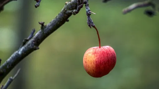Im Januar alleine im Garten