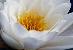 Weisse Seerose