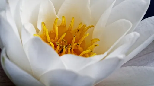 Weisse Seerose