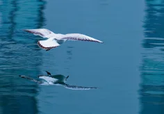 Spiegelbild (Möve)