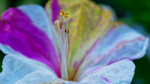 Wunderblume (Mirabilis jalapa)