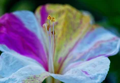 Wunderblume (Mirabilis jalapa)