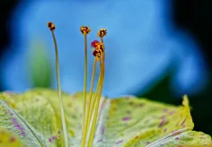 Wunderblume (Mirabilis jalapa)
