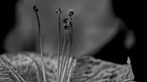 Wunderblume