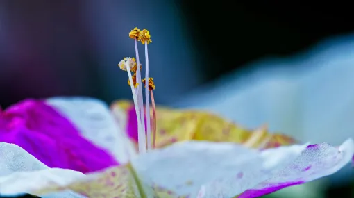 Wunderblume (Mirabilis jalapa)