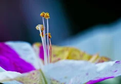 Wunderblume (Mirabilis jalapa)
