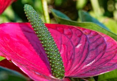 Grosse Flamingoblume (Anthurie)