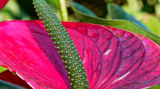 Grosse Flamingoblume (Anthurie)