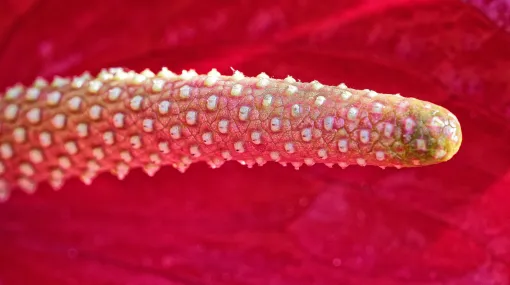 Kolben einer grossen Flamingoblume