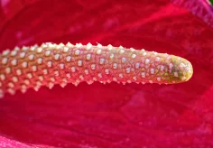 Kolben einer grossen Flamingoblume