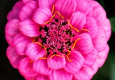 Rosa Zinnie