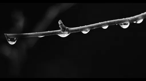 Rosenast im Winter