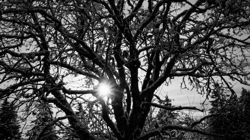 Baum im Winter