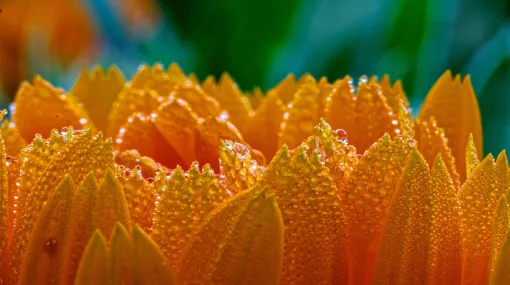Schlüsselblume im Morgentau II