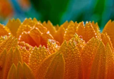 Schlüsselblume im Morgentau II