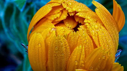 Schlüsselblume im Morgentau