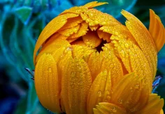 Schlüsselblume im Morgentau