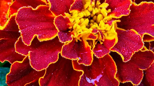 Tagetes im Morgentau