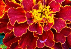 Tagetes im Morgentau