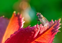 Kleine Fliege auf Blatt eines Rosenstengels