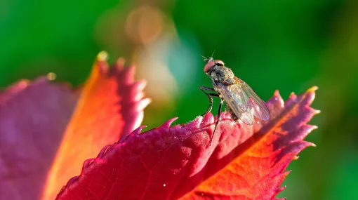 Kleine Fliege auf Blatt eines Rosenstengels