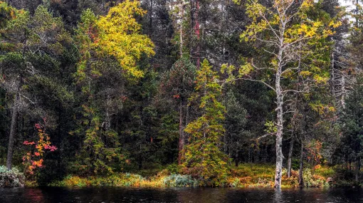 Herbstwald