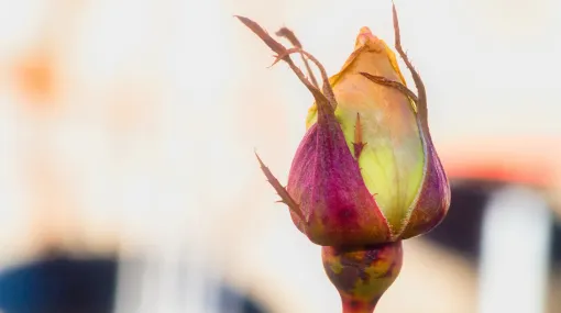 Rosenknospe nach dem Winter