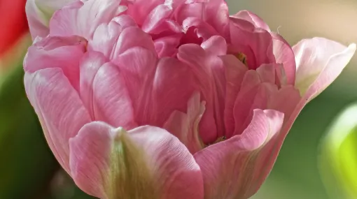 Tulpe rosa