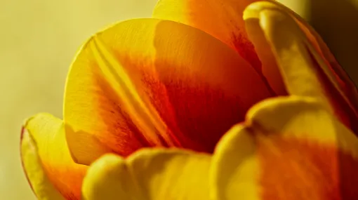 Tulpe gelb-orange