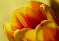 Tulpe gelb-orange