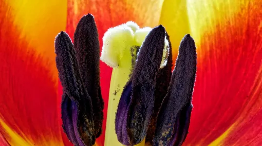 Innenansicht einer Tulpe