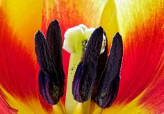 Innenansicht einer Tulpe