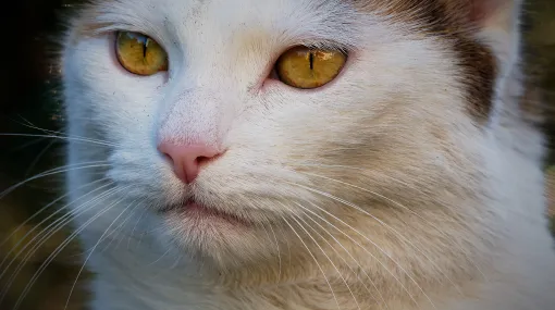 Katzenporträt