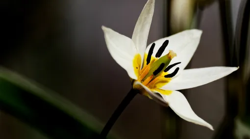 Wilde tulpe