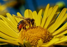 Besucher (Biene auf Löwenzahn)