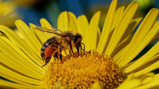 Besucher (Biene auf Löwenzahn)