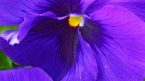 Stiefmütterchen violett