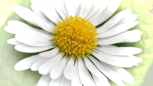 Gänseblümchen