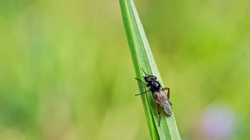 Kleine Fliege am Grashalm