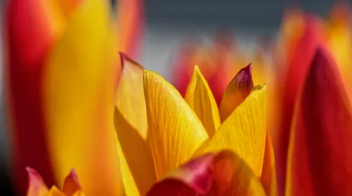 Wilde Tulpen