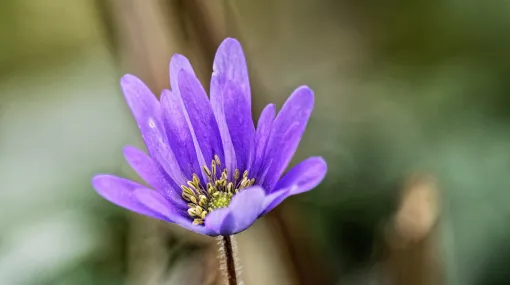 Violettes Blümchen