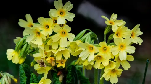 Schüsselblumen