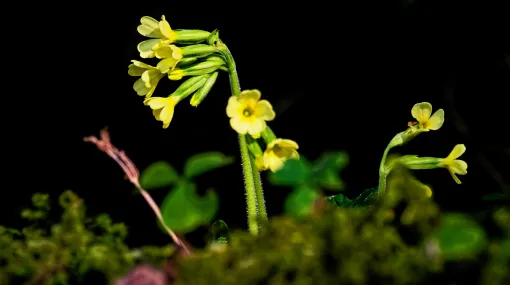 Schlüsselblume